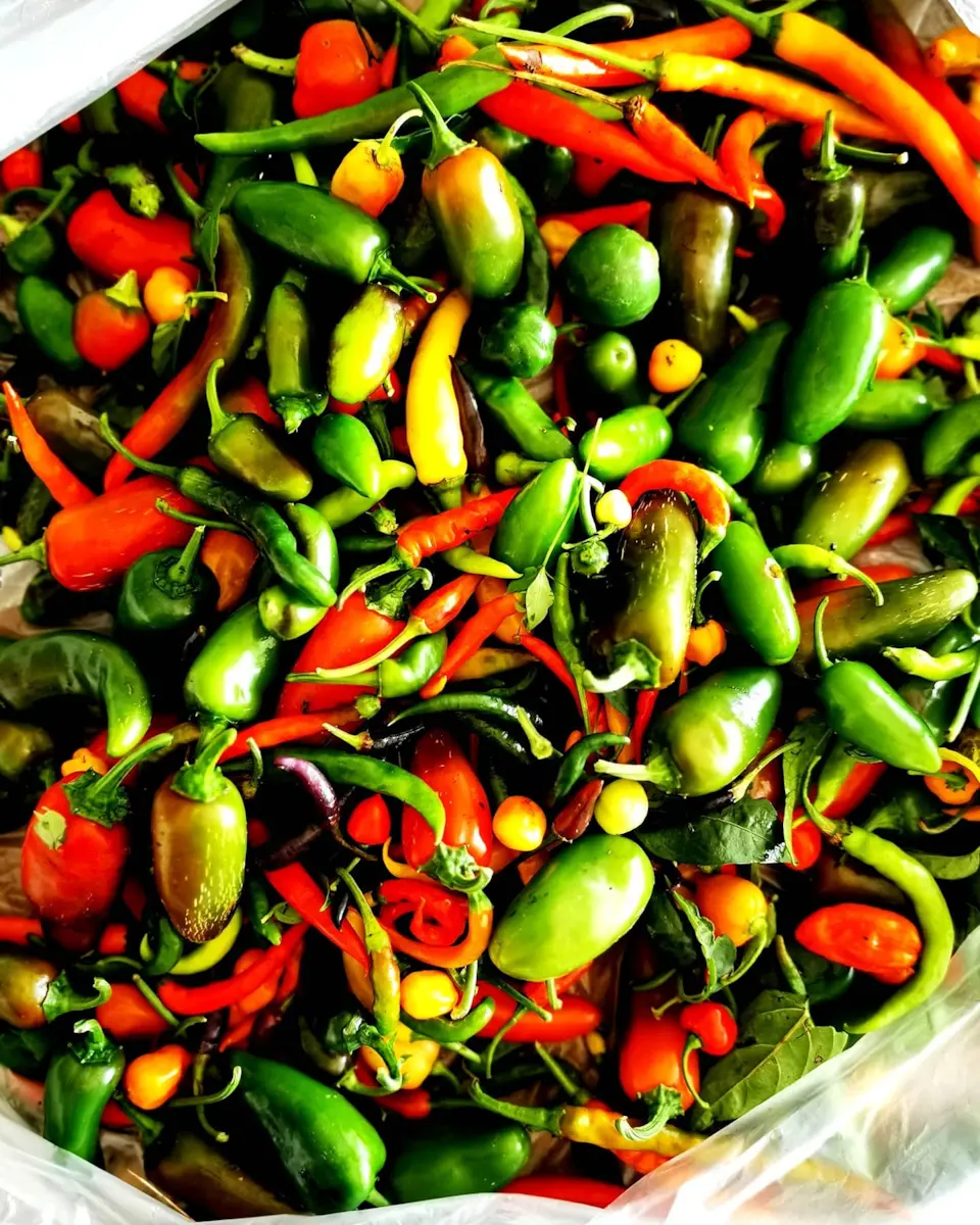 Farm fresh chili from Waiheke Island