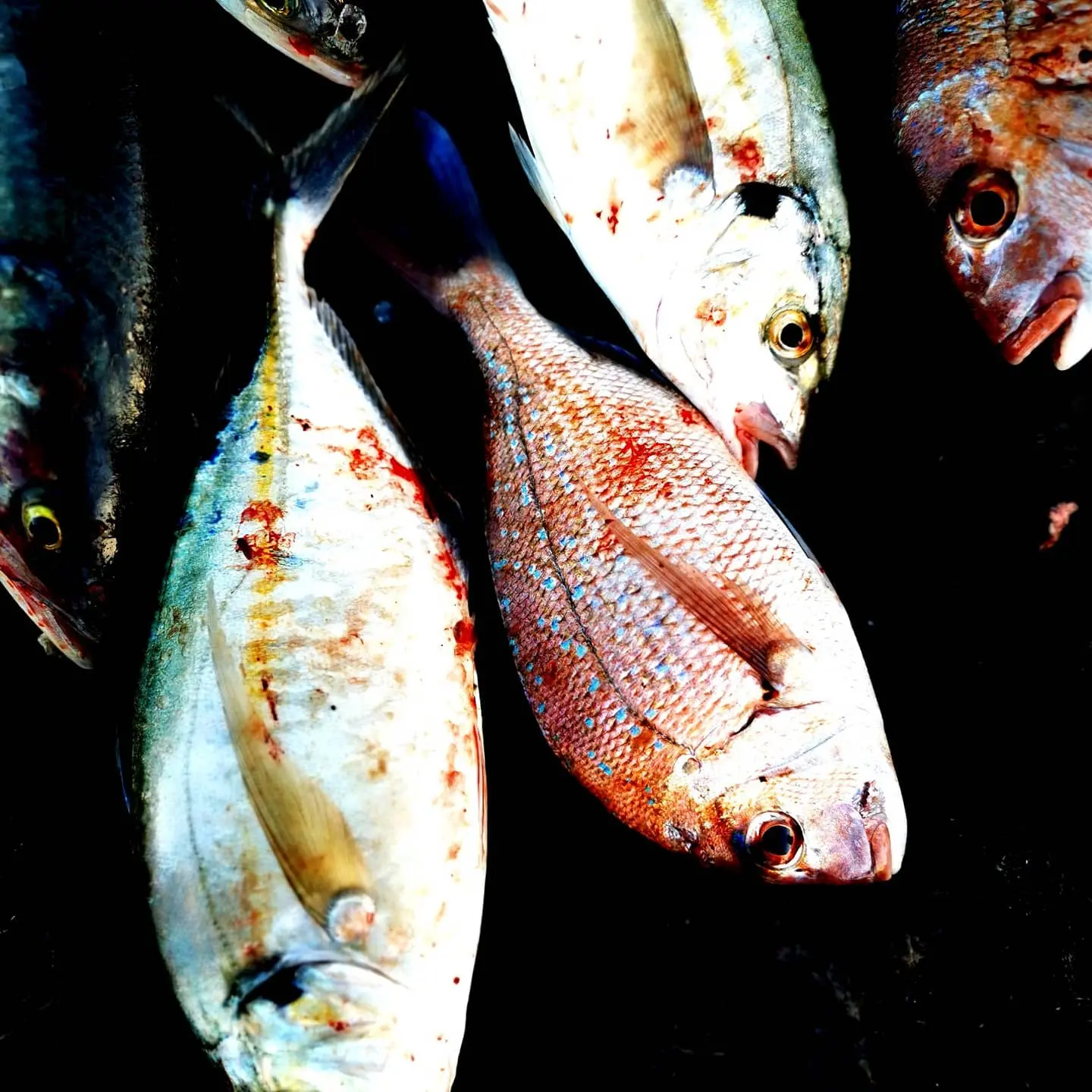 Catch of the day fresh tacos